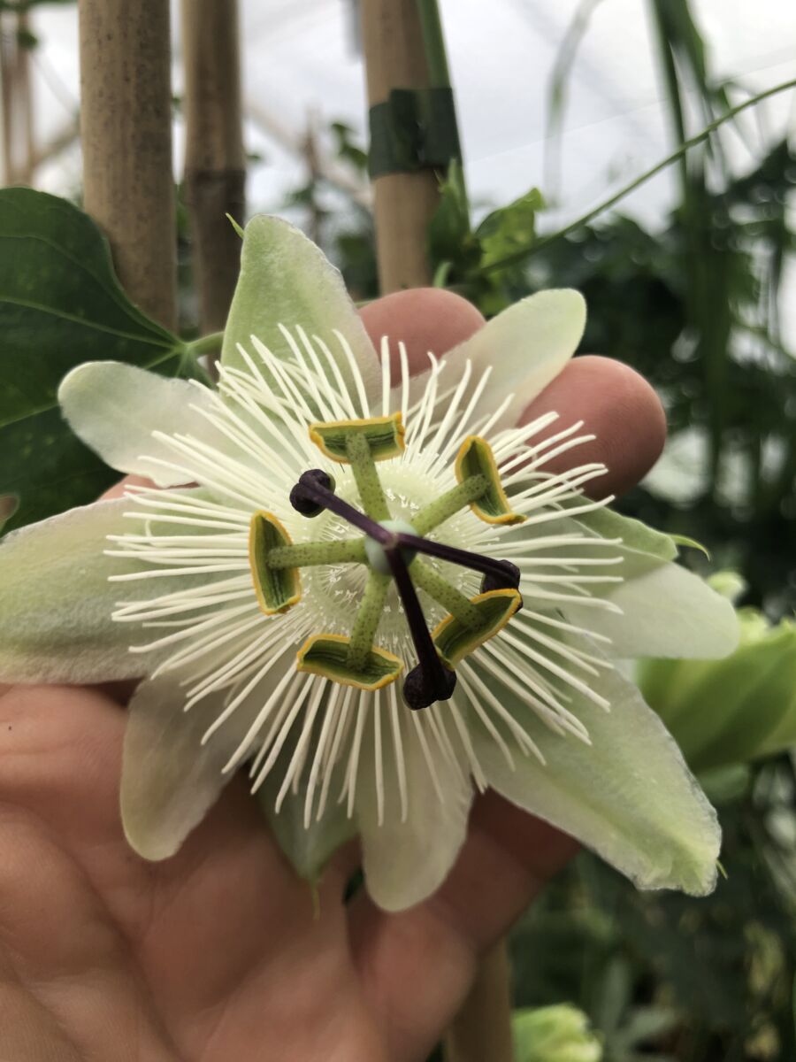 Passiflora 'Snow Queen' - plante