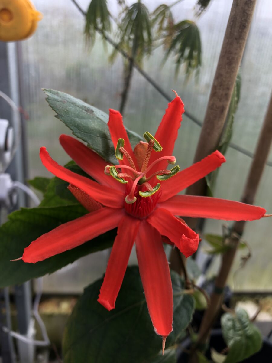 Passiflora - 3 planter uspec.