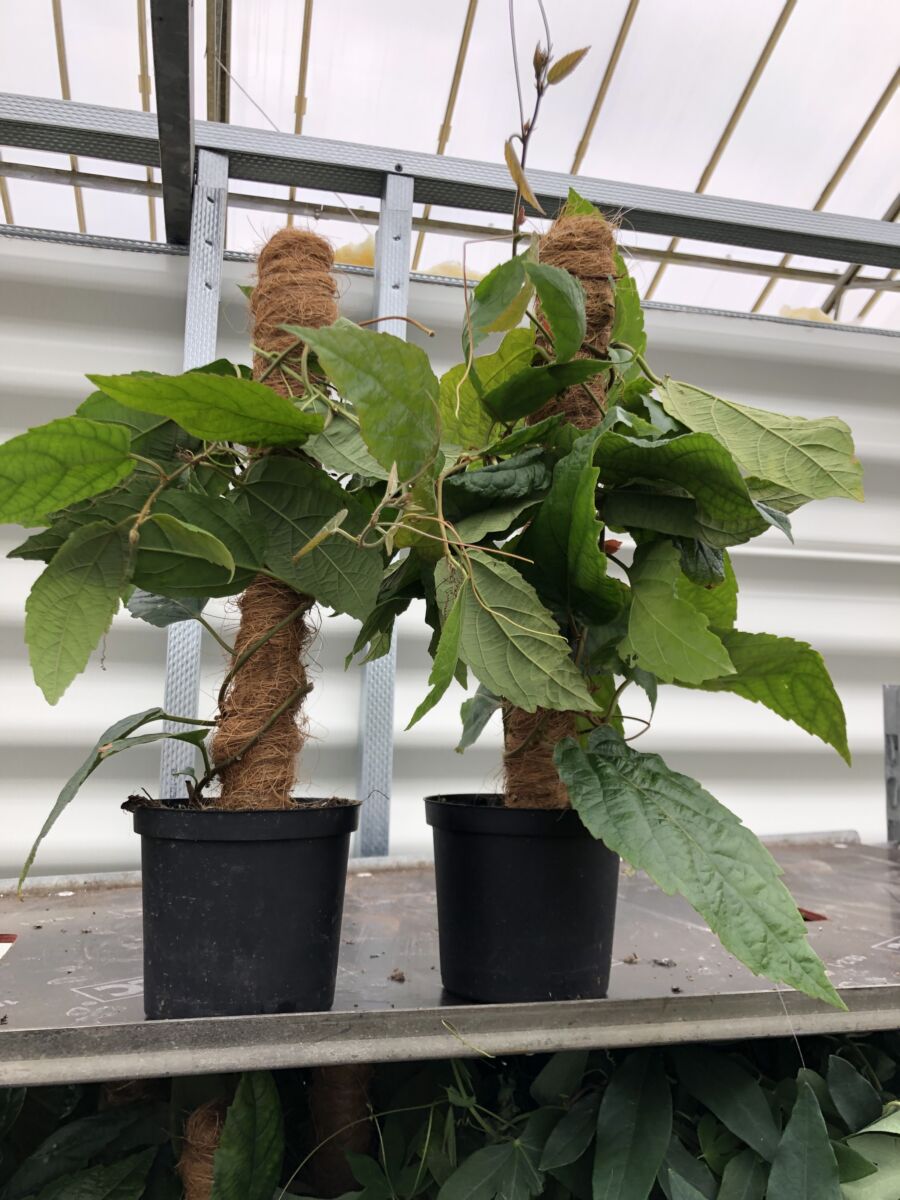Passiflora - 3 planter uspec.