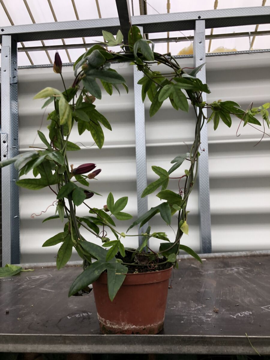 Passiflora 'Pura Vida' - plante