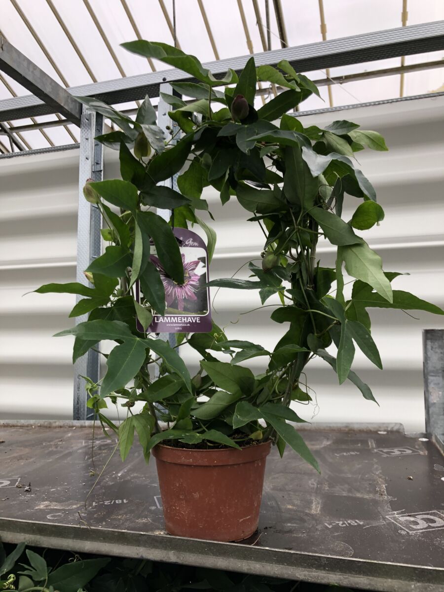 Passiflora 'Eynsford Gem' - plante