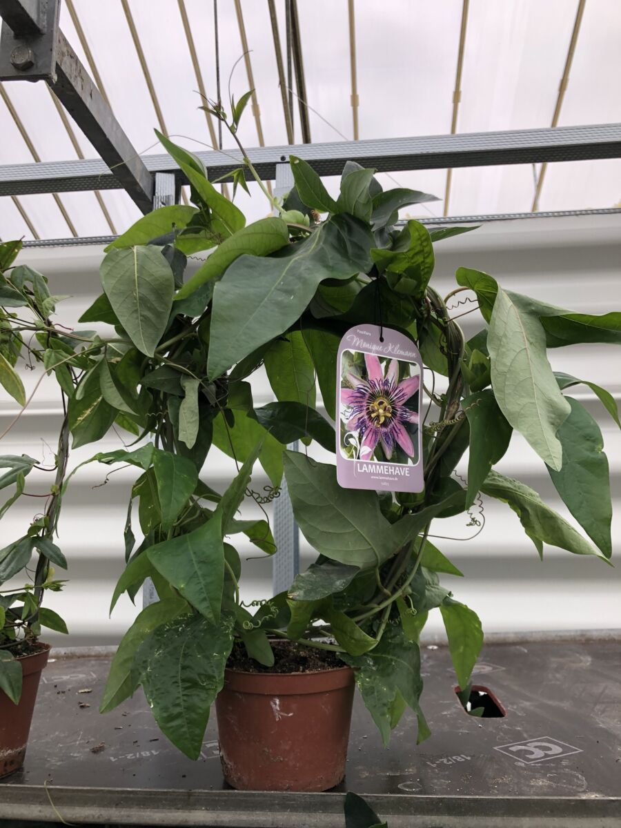 Passiflora 'Monique Klemann' - plante