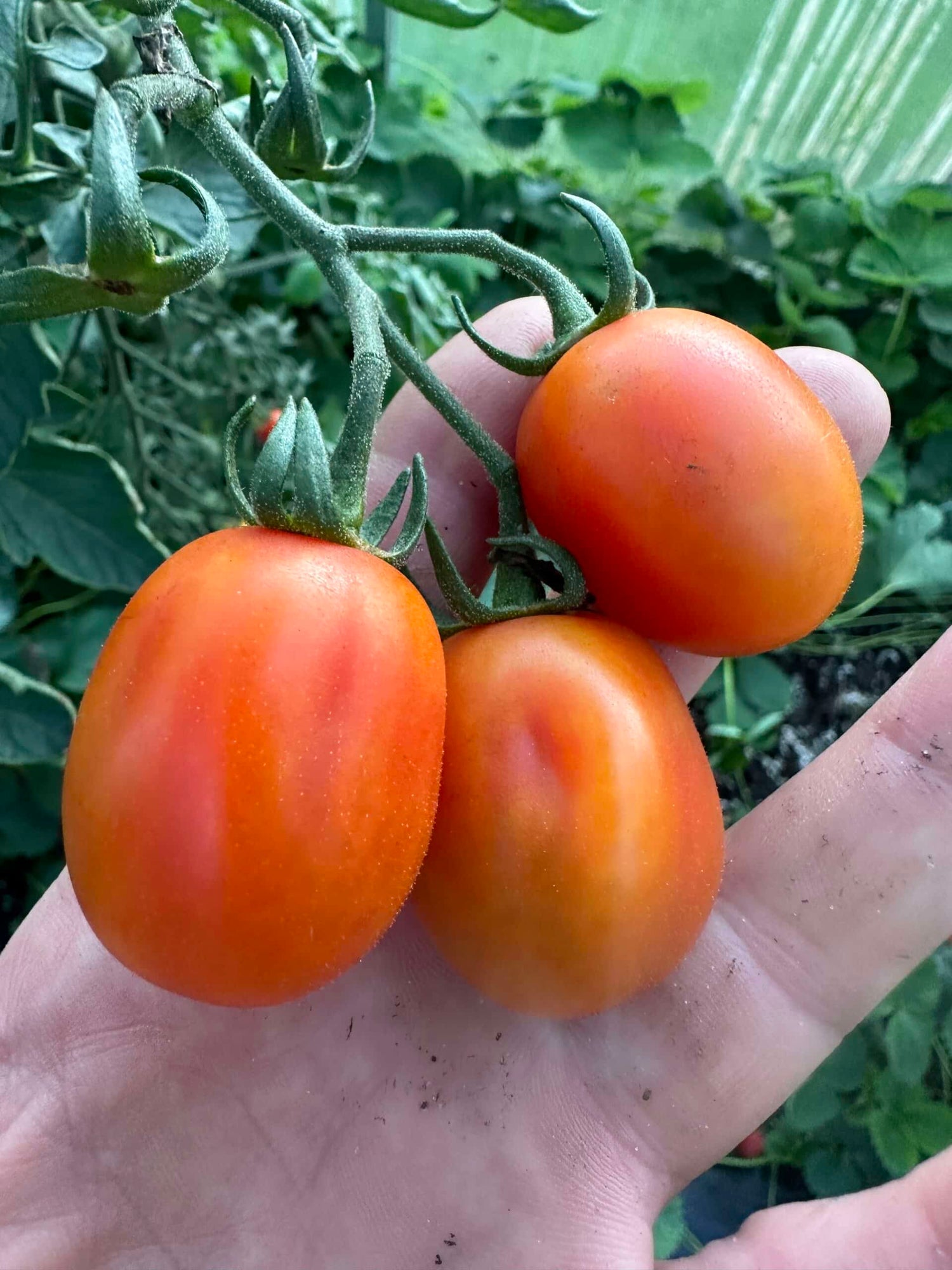 Snacktomat - Rimmerhus Redorange Dream F1