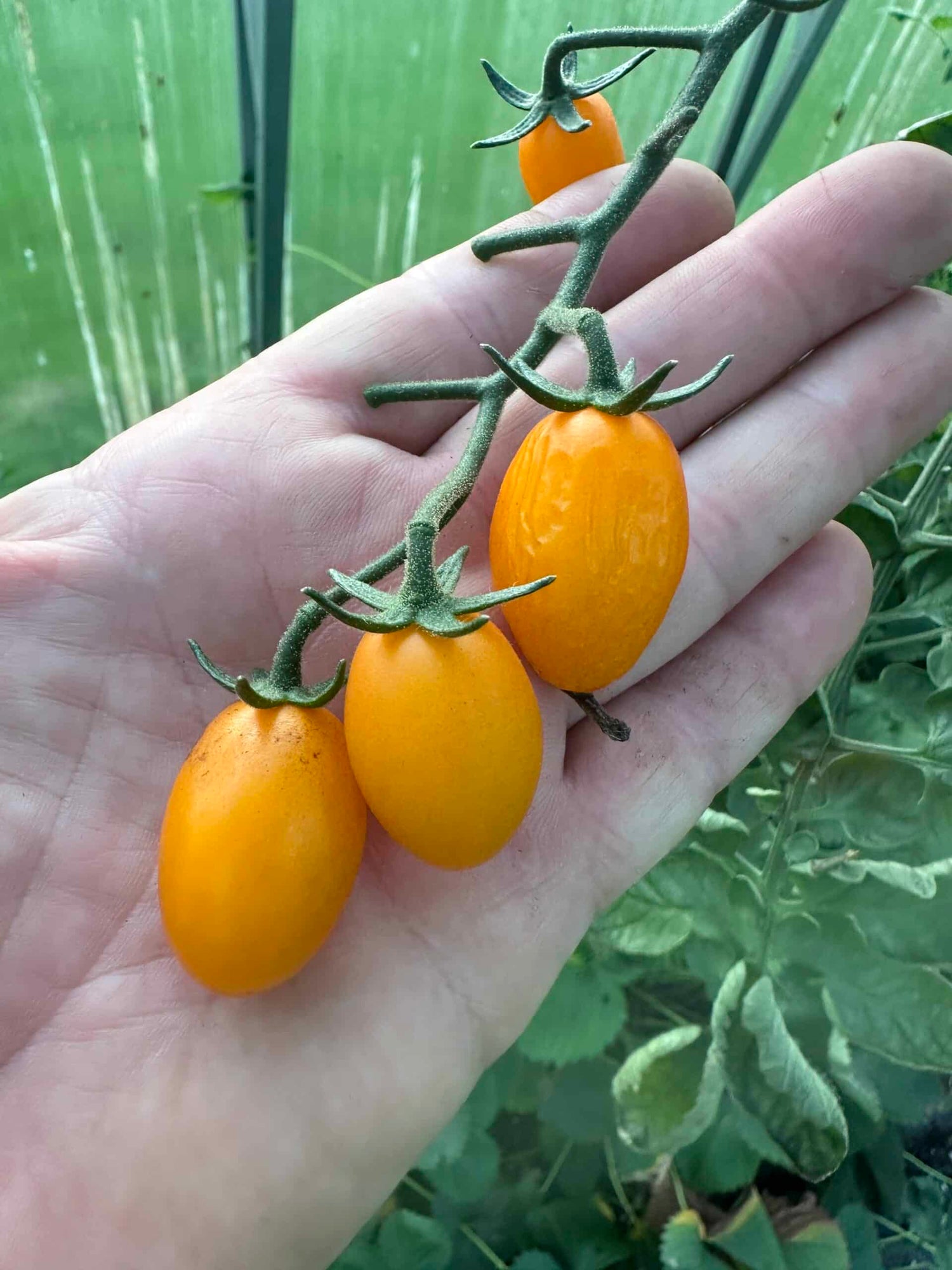 Snacktomat - Rimmerhus Orange Passion F1