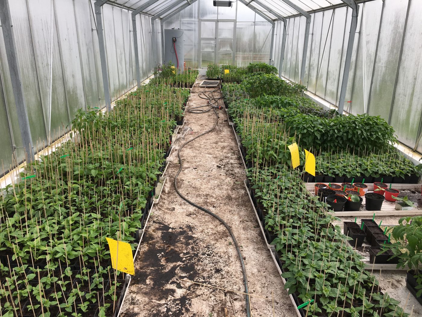 Chocolate Scotch Bonnet – Plante