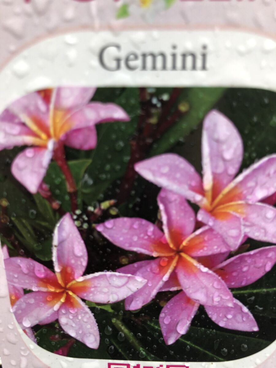 Plumeria - Gemini - PLANTE