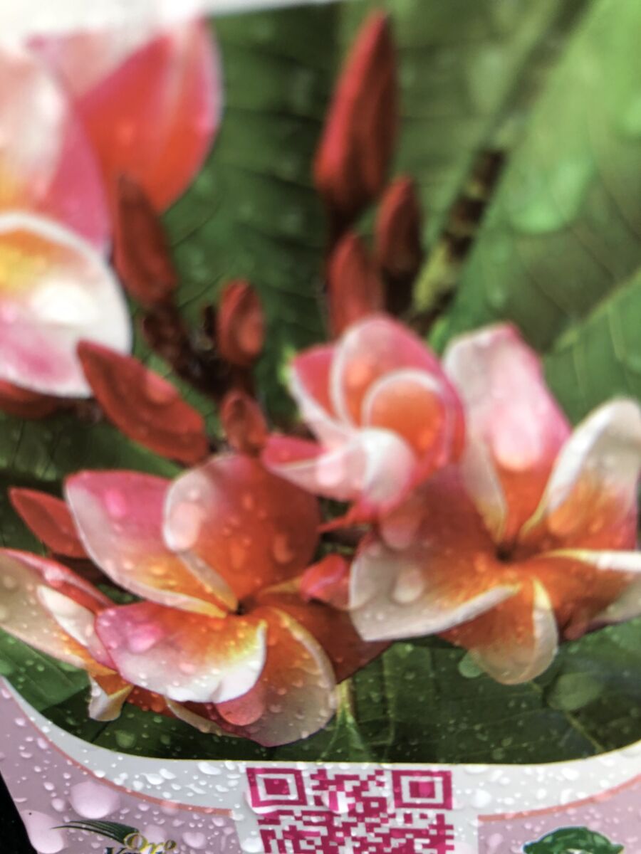 Plumeria - J105 - PLANTE