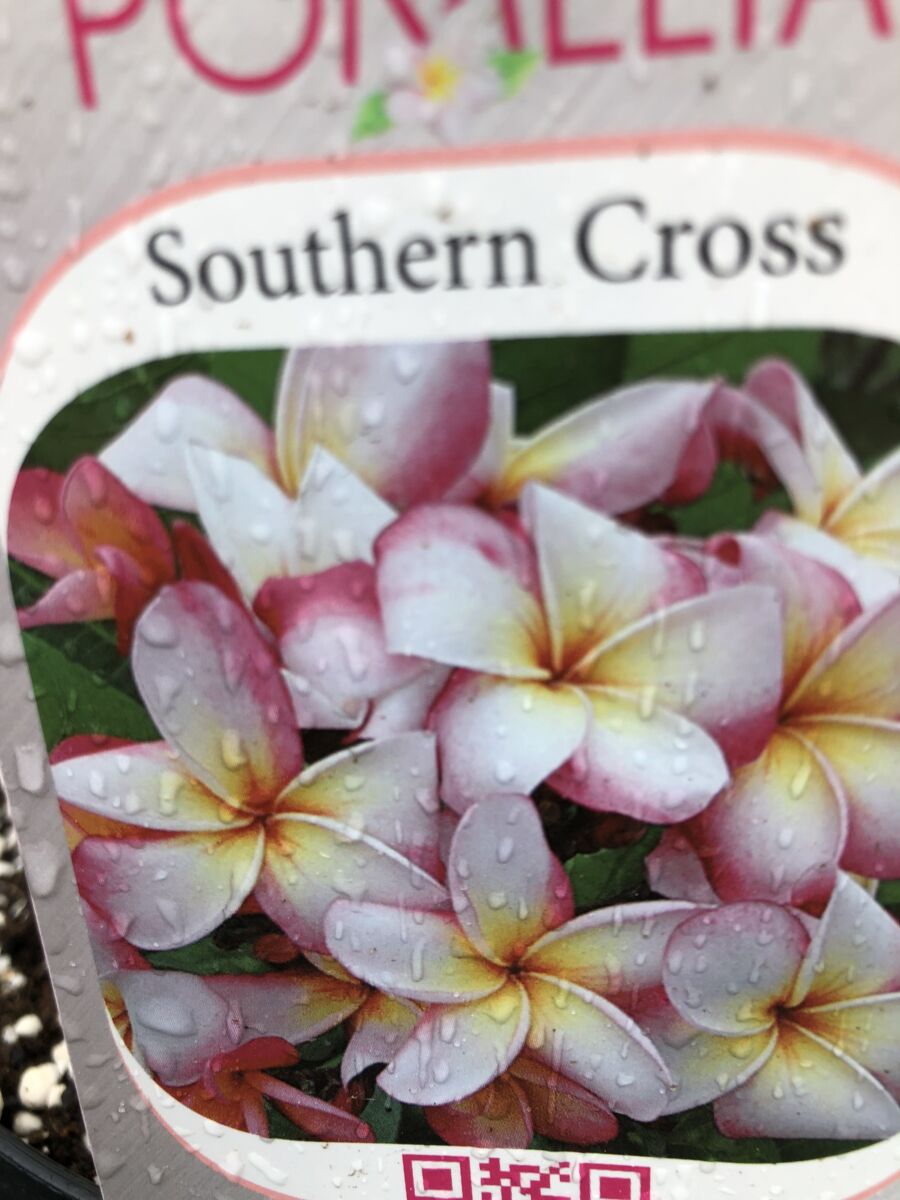 Plumeria - Southern Cross - PLANTE