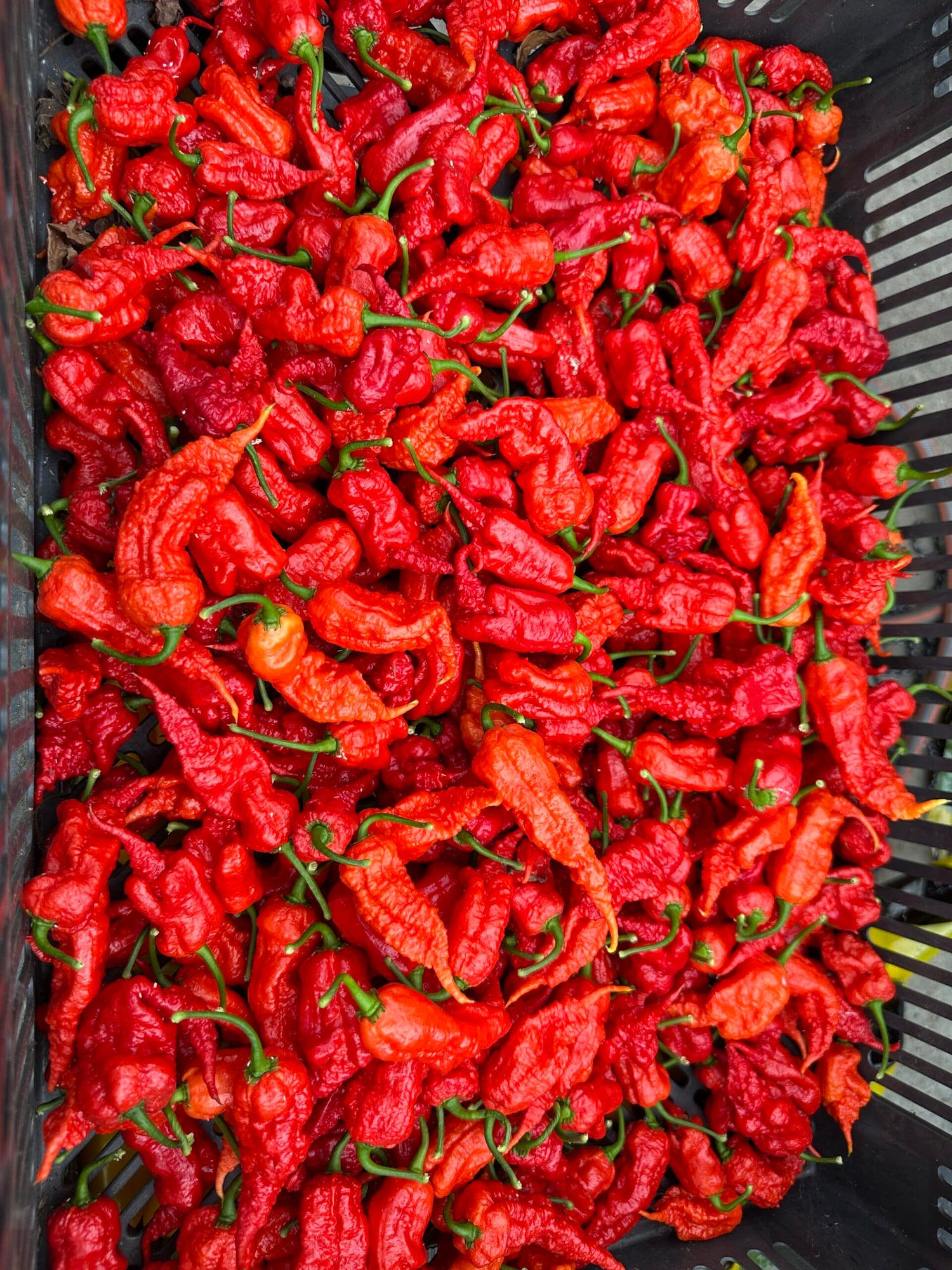Primotalii red - C. chinense - friske frugter 100 g