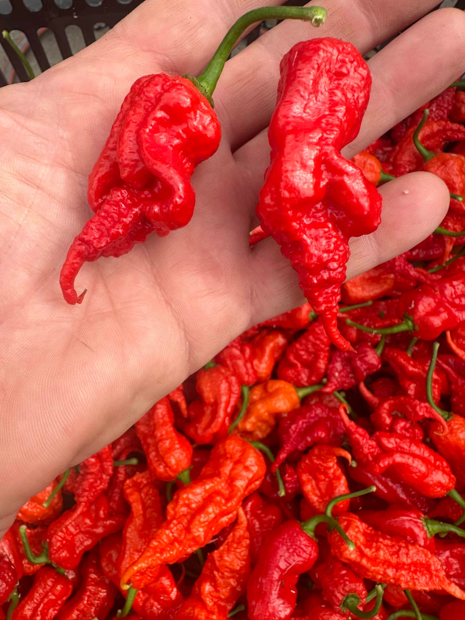 Primotalii red - C. chinense - friske frugter 100 g