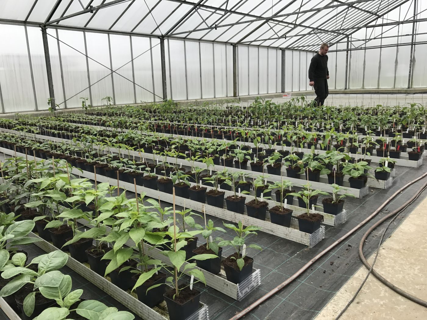 Chiliplante kraftig kvalitet