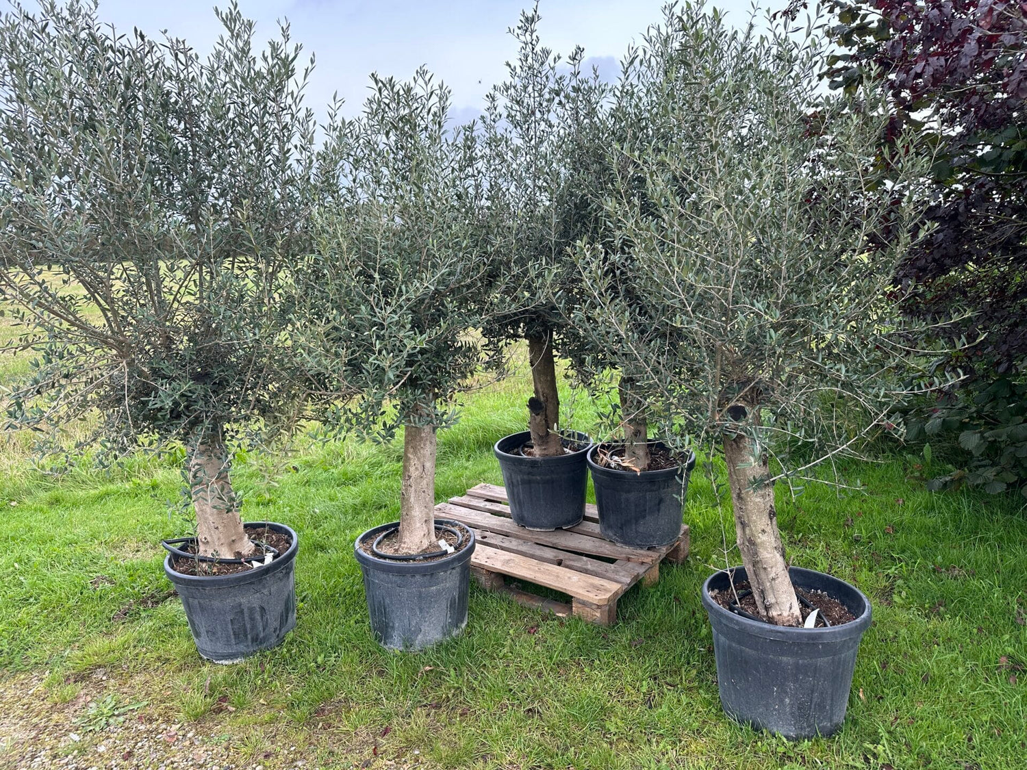 Oliventræ - Olea europaea