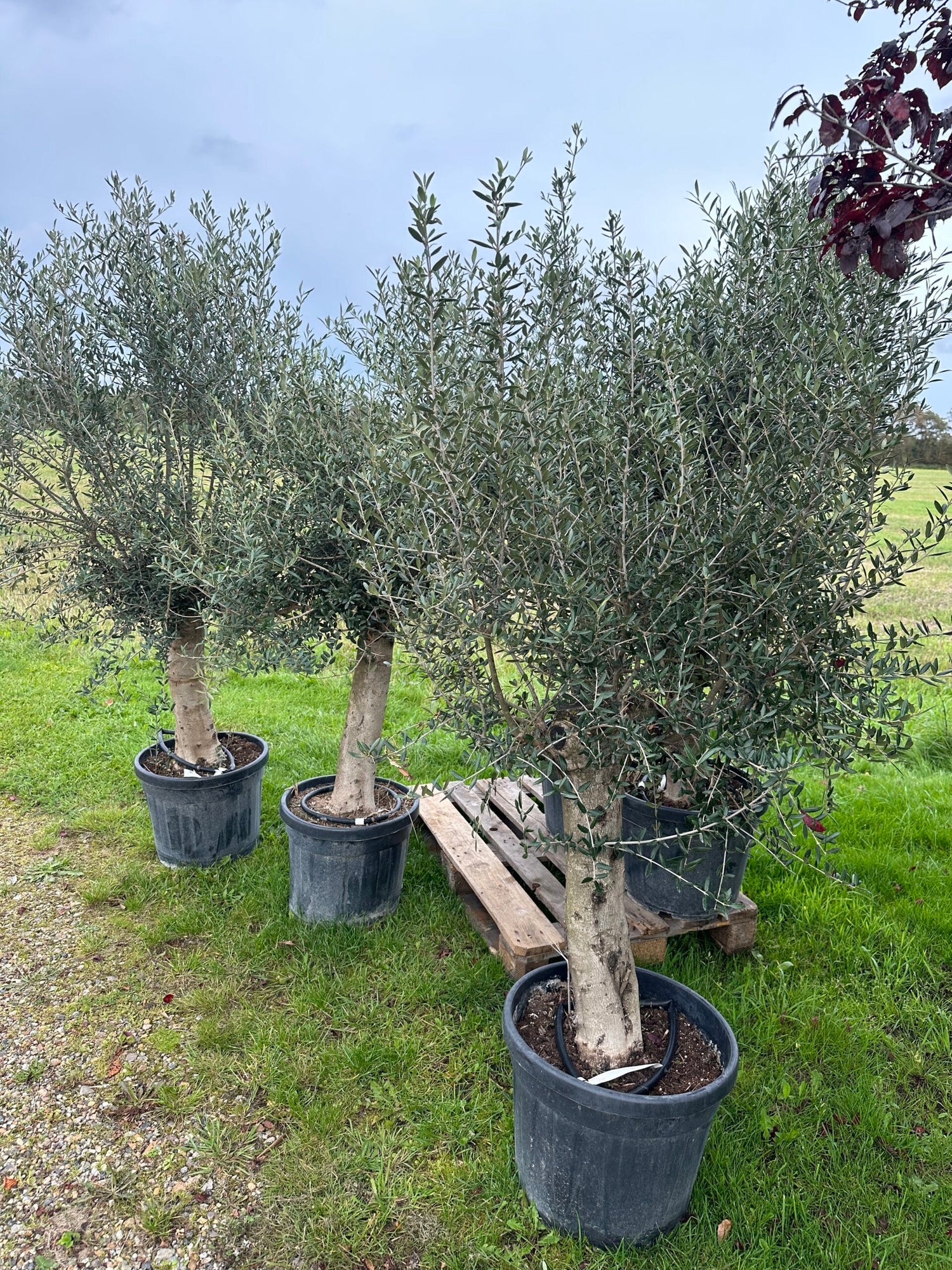 Oliventræ - Olea europaea