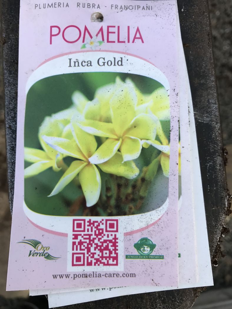 Plumeria - Inca Gold - PLANTE!