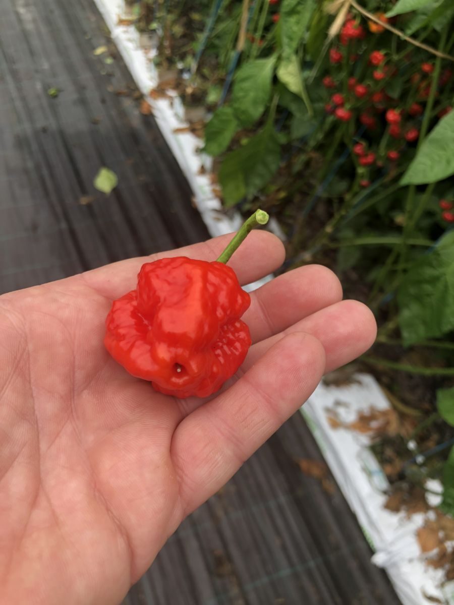 JMoA Scotch Bonnet Red - Friske frugter - 100 gram