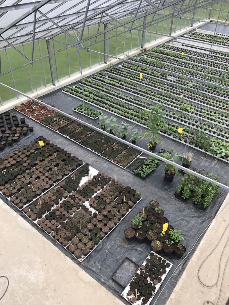 Chiliplante kraftig kvalitet