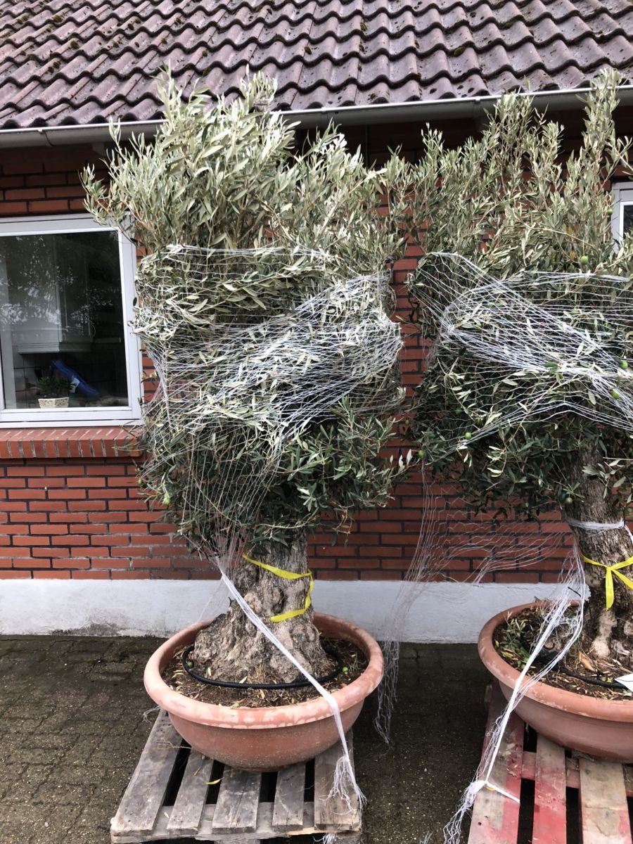 Oliven - stort gammelt træ!!