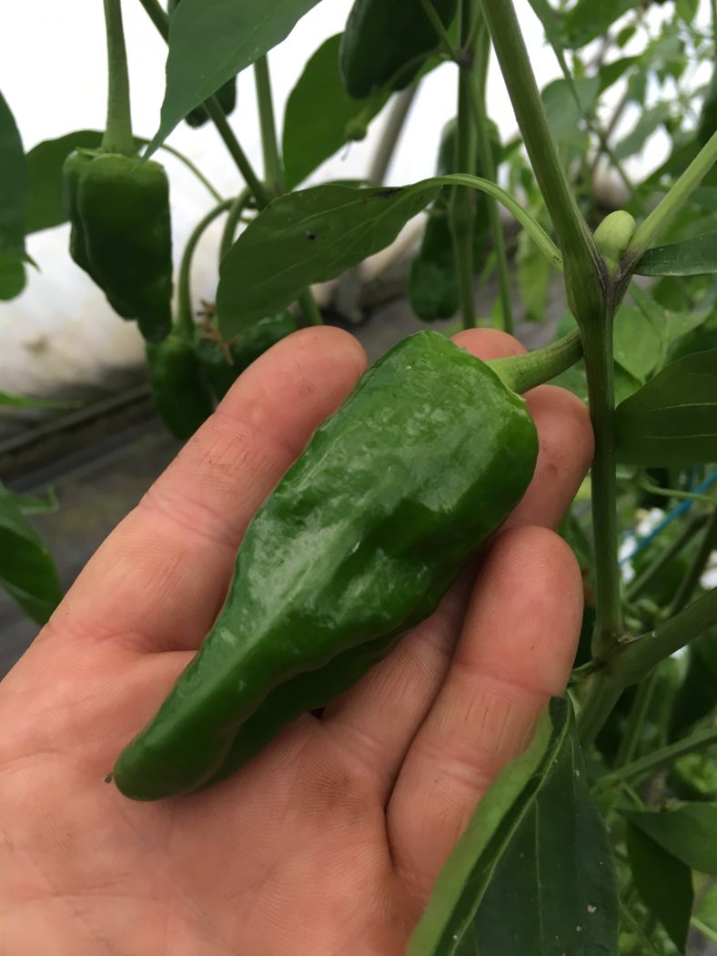 Pimientos de Padron - Friske frugter