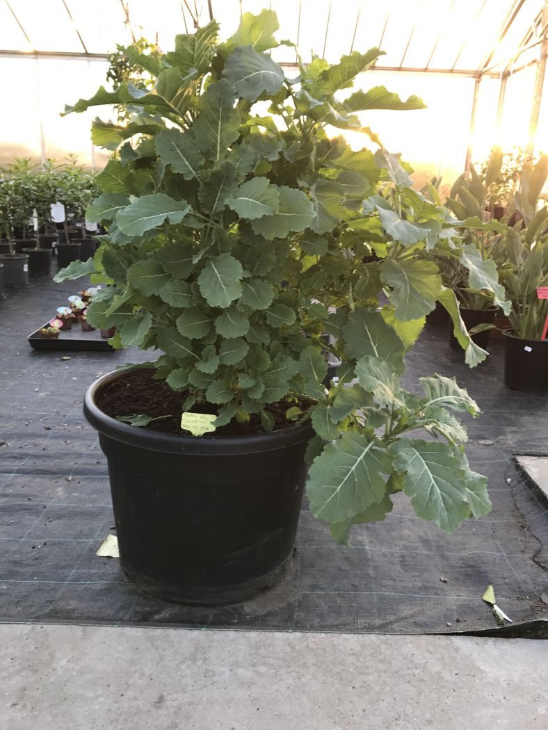 Flerårig havekål 'Chou Daubenton'