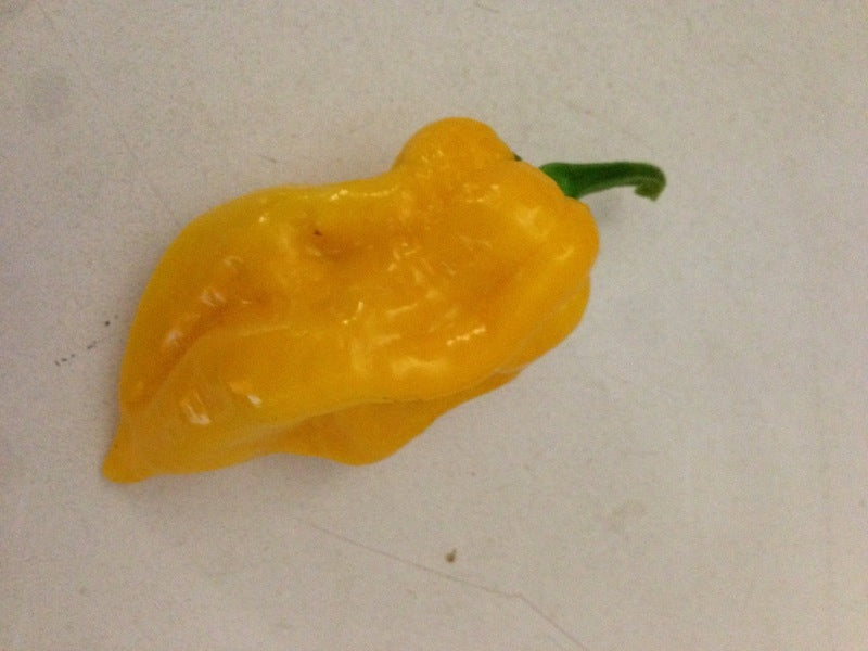 Bhut Jolokia Orange - C. chinense