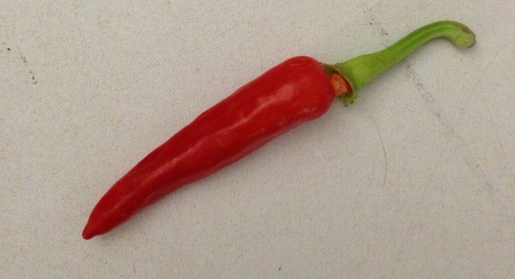 Aji Little Finger Rød - C. baccatum