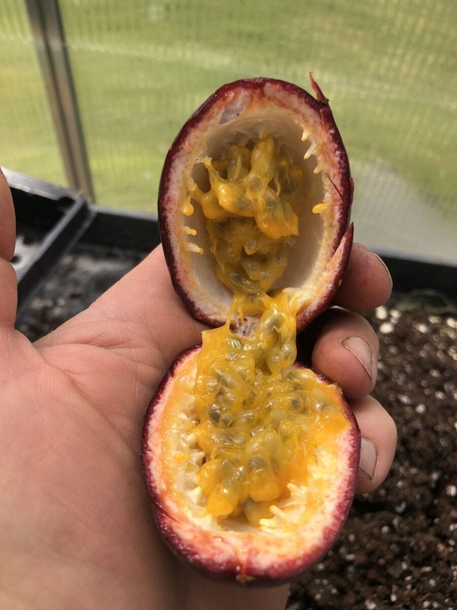 Passionsfrugt - P.edulis  'Colvillii' - plante