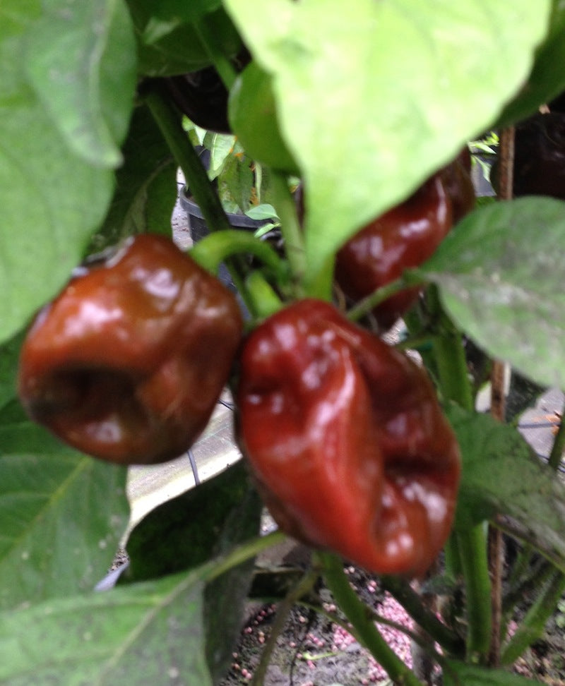 Black Stinger – C. chinense
