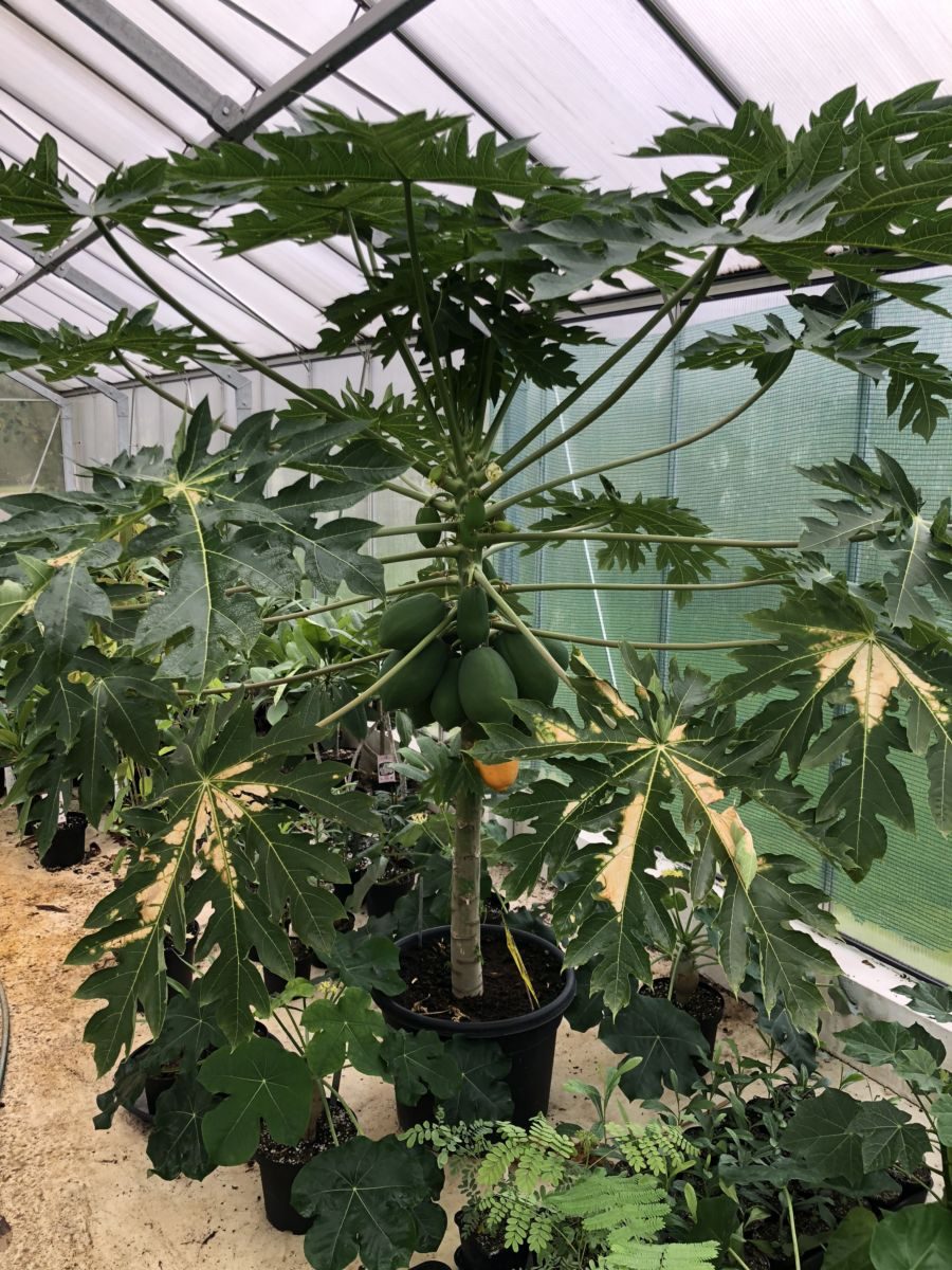 Papaya - Carica papaya 'Rwanda Giant'