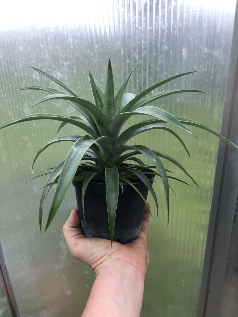 Mini Ananas - Comosus variegatus - Plante