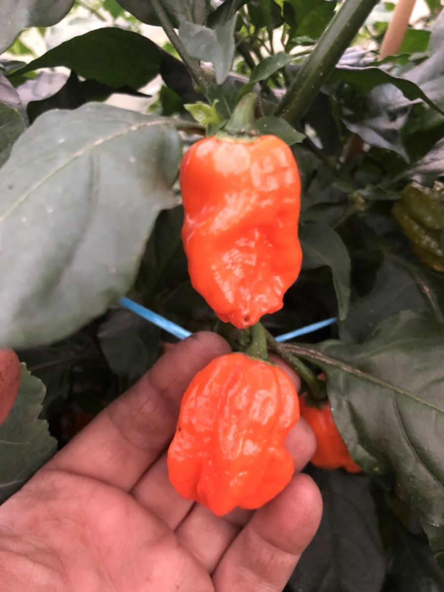 Bhut Orange Copenhagen - Frø - C. chinense