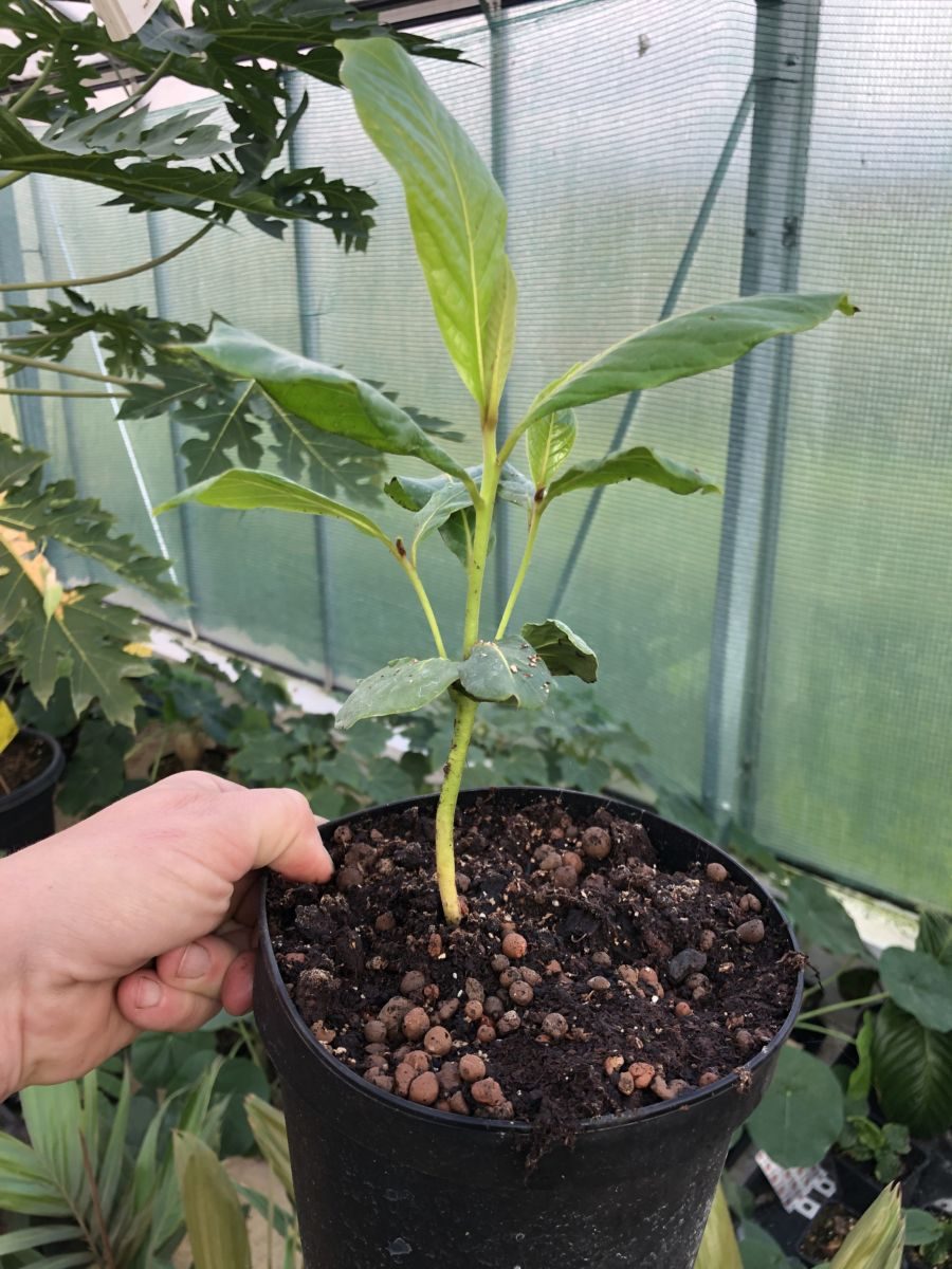 Tropisk Mandel - Terminalia catappa - Plante
