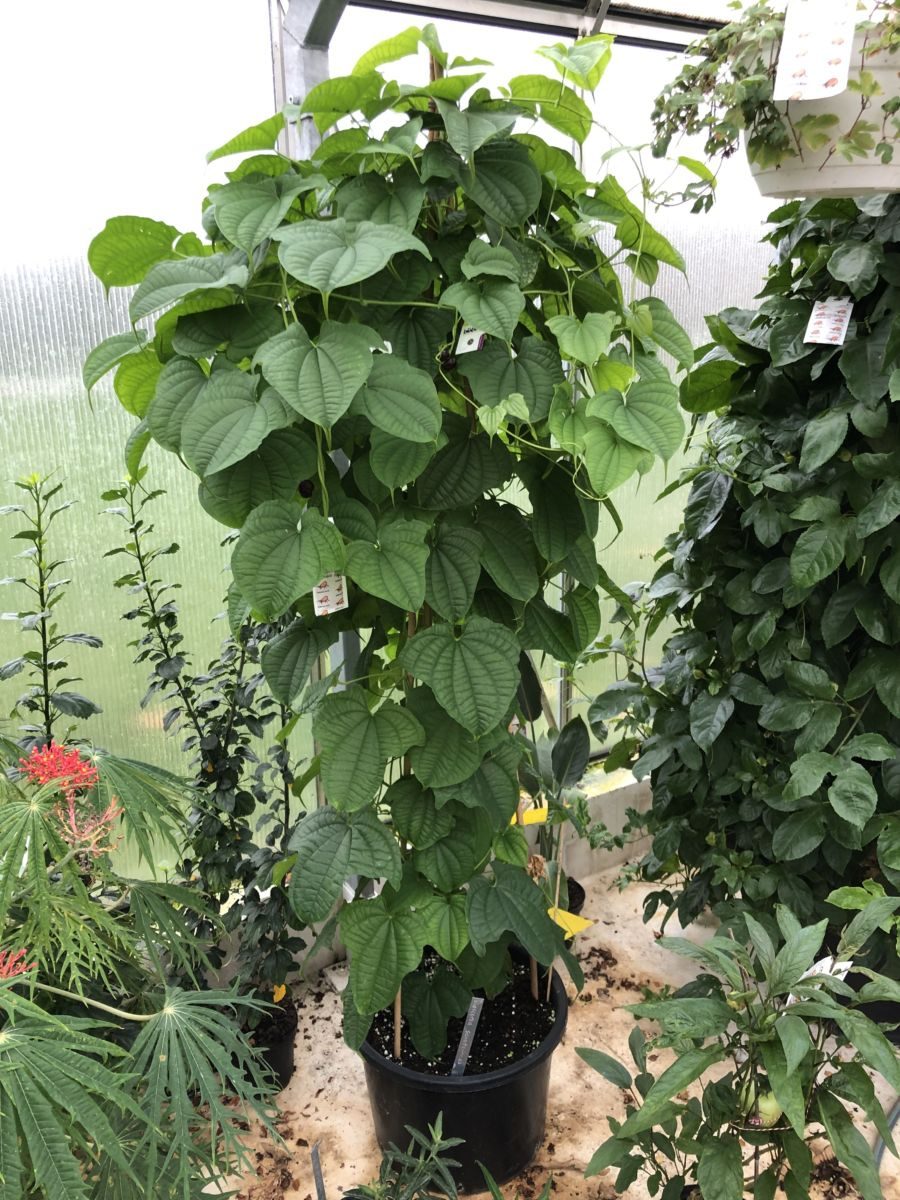 Luftkartofler - Dioscorea sansibarensis - Knolde
