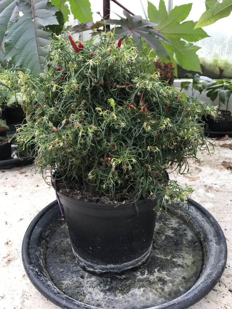 Mutant Candlelight - C. annuum - Plante