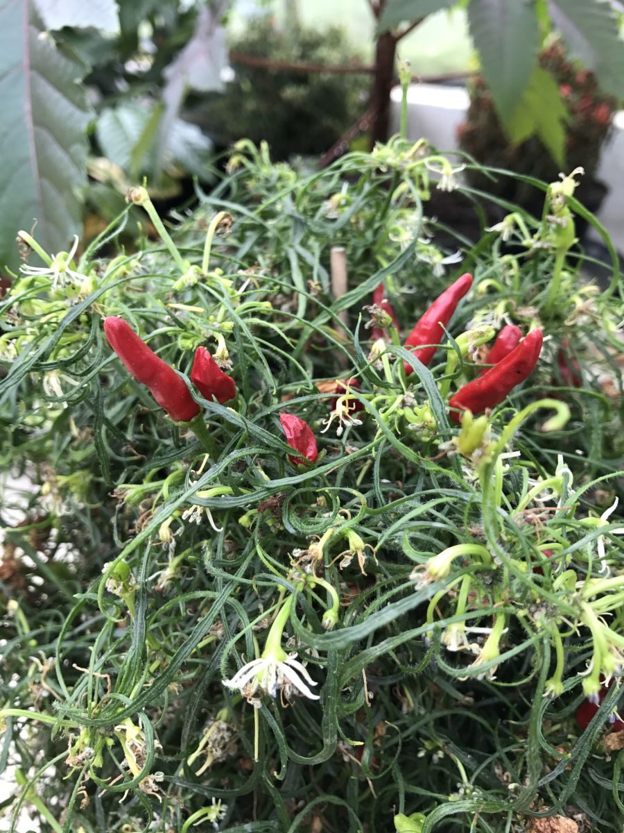 Mutant Candlelight - C. annuum - Plante