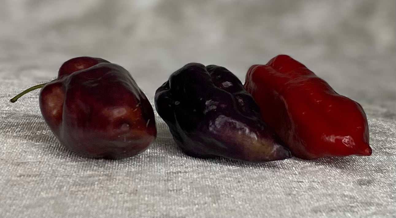 Black Cherry - Tomat