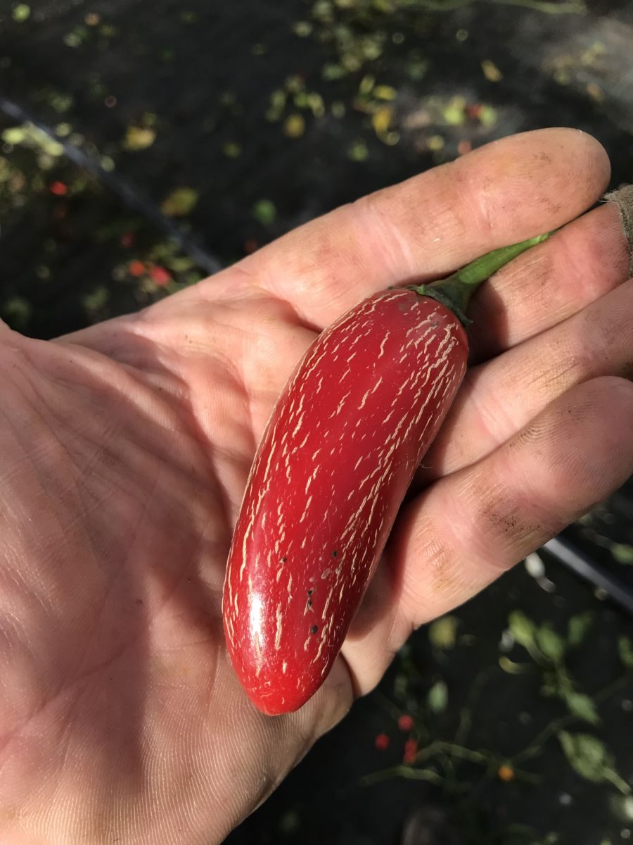Telica - C. annuum