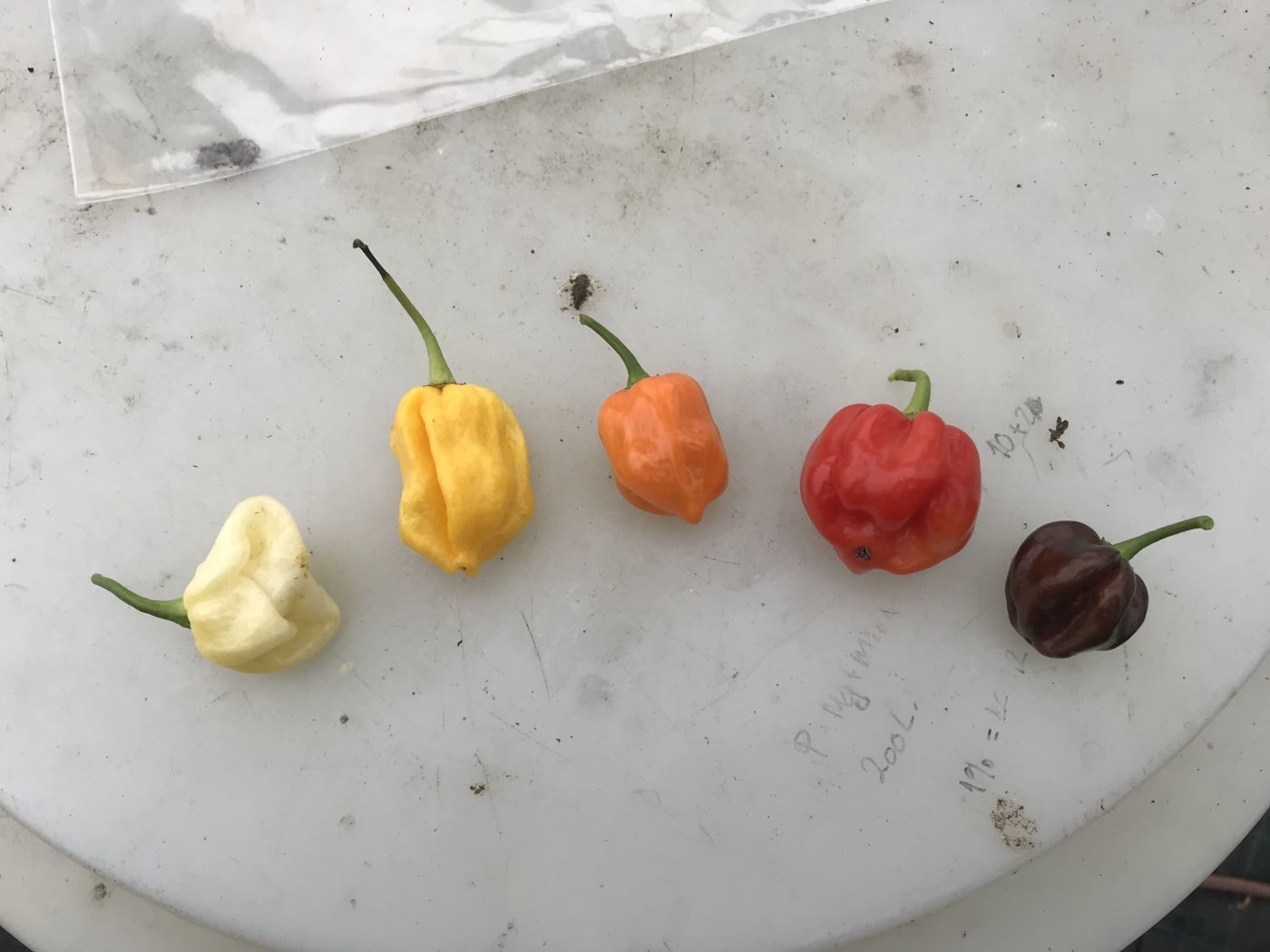 Habanero mix - Friske frugter