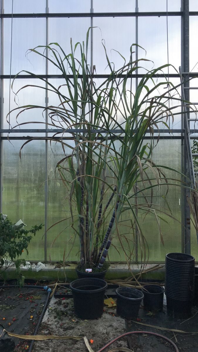 Almindelig rød (Sort) sukkerrør - Saccharum officinarum