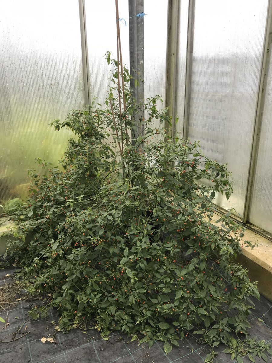 Capsicum praetermissum
