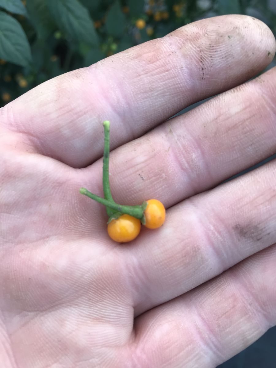 Aji Charapita - C. chinense
