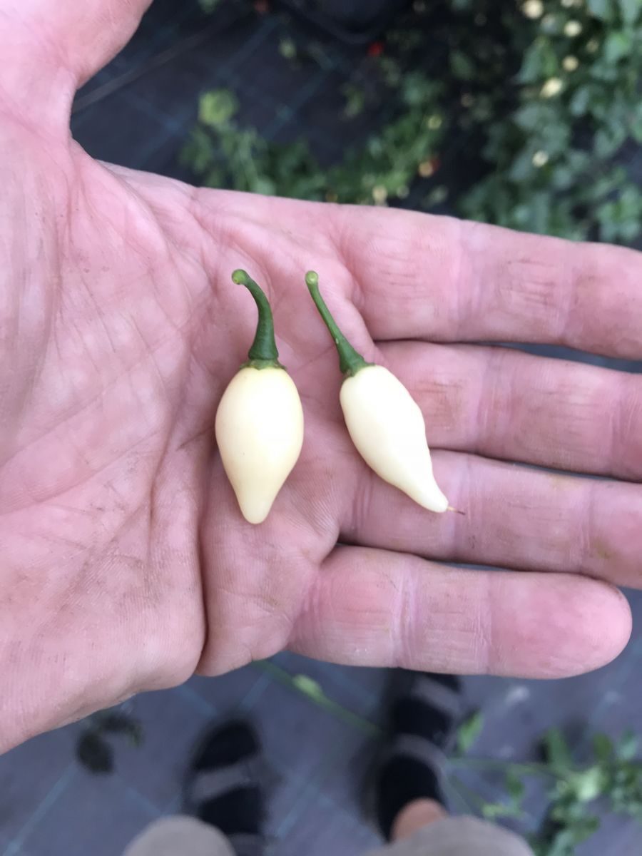 Chupetinho White - C. chinense