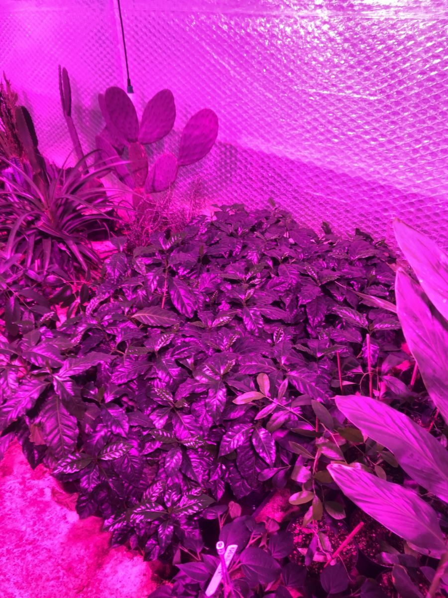 Kaffeplante - C. arabica - Plante