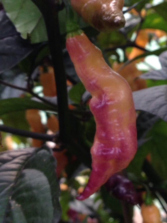 Pink Tiger - Plante