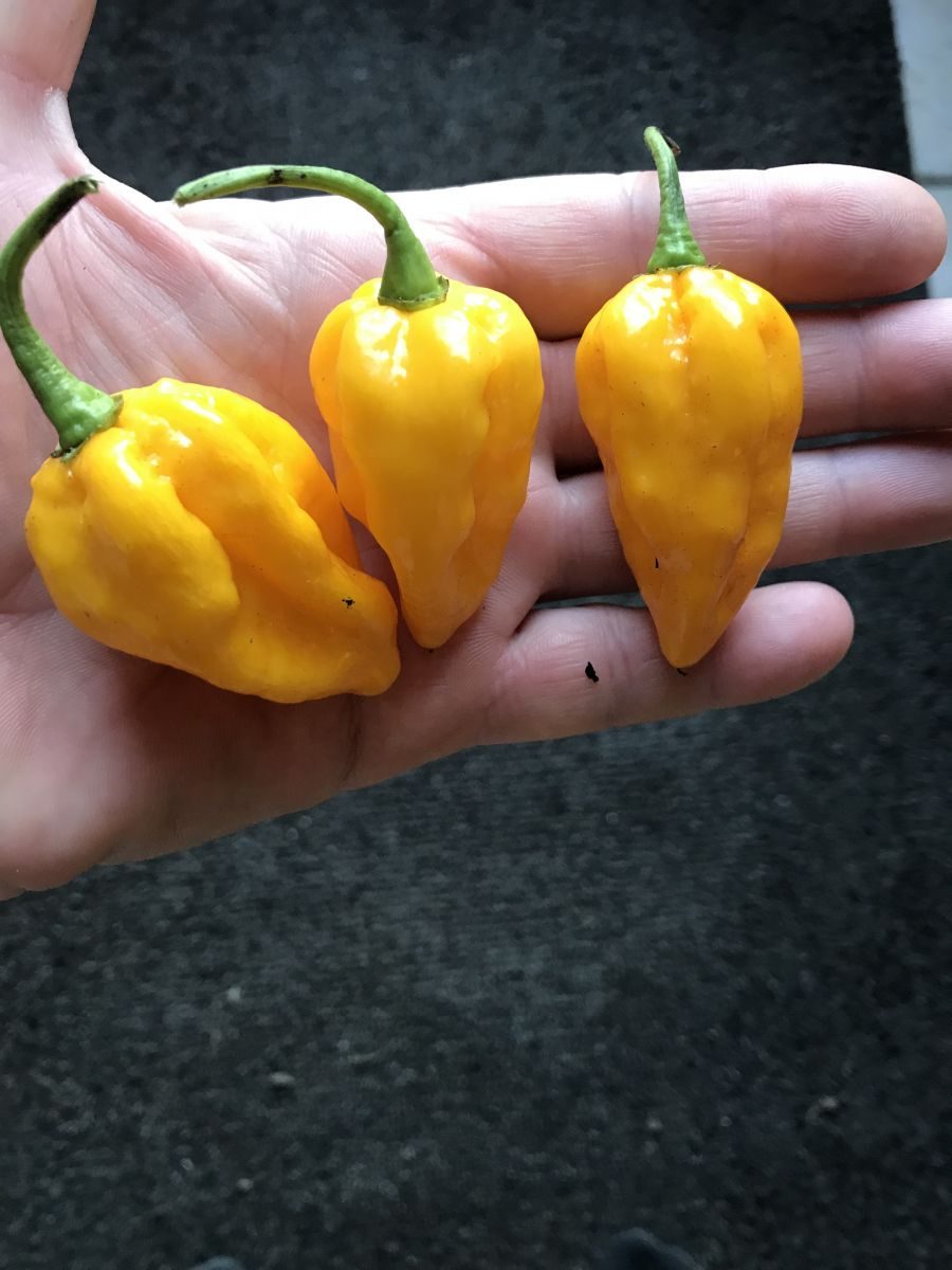 Fatali Gul - 100 gram frisk chili