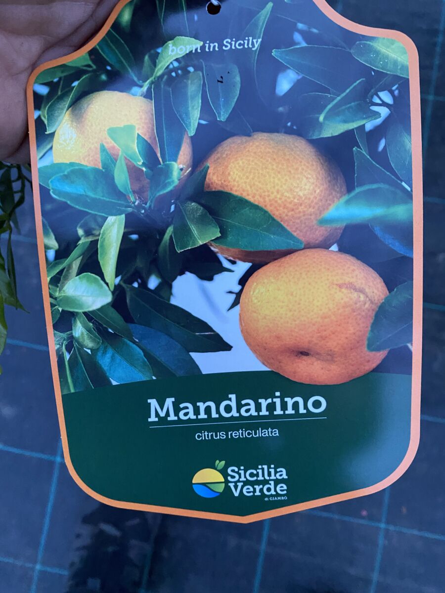 Mandarin - Citrus reticulata