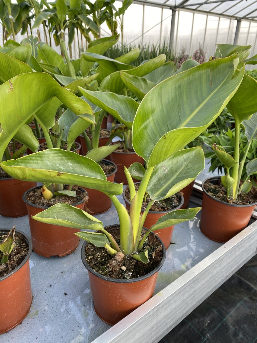 Strelitzia nicolai - Great White Bird of Paradise - plante