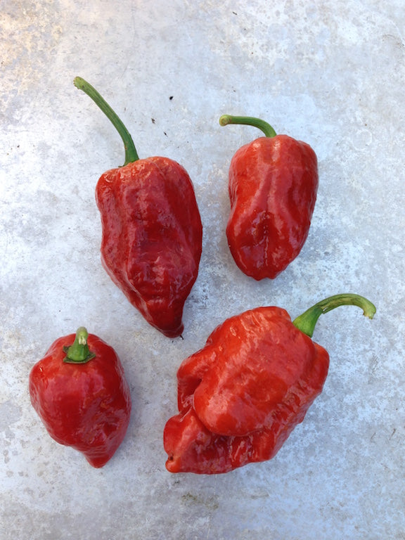 Brown Bhutlah - C. chinense EU-str.