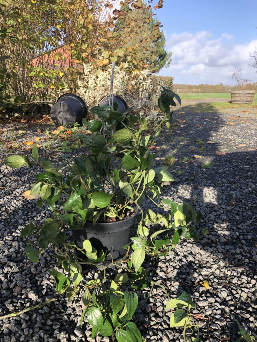 Peber - Piper Nigrum - PLANTE