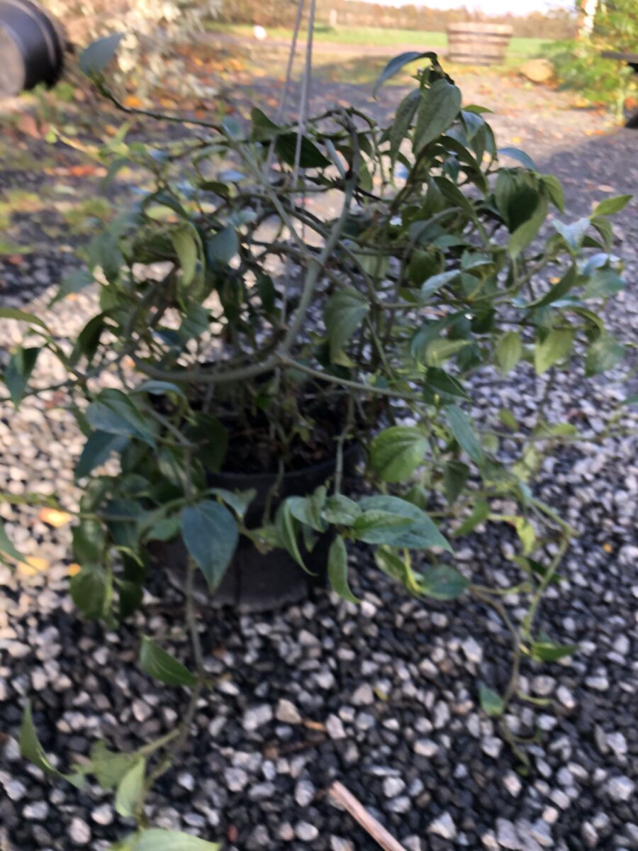 Peber - Piper Nigrum - PLANTE