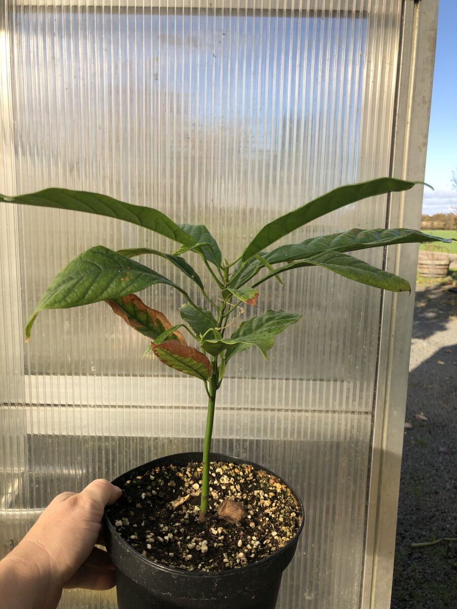 Colanød - Cola accuminata